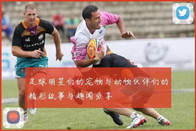 足球明星们的宠物与动物伙伴们的精彩故事与趣闻分享