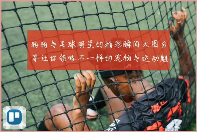 狗狗与足球明星的精彩瞬间大图分享让你领略不一样的宠物与运动魅力